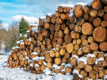 Stack of logs in forest