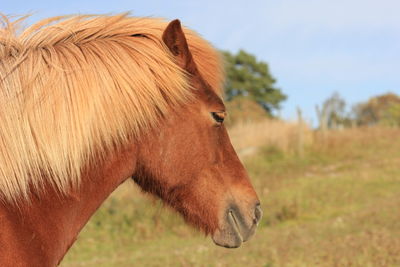 Close-up of horse on grassy field