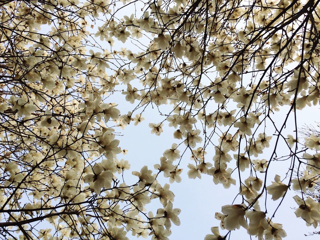 branch, low angle view, tree, flower, growth, freshness, beauty in nature, blossom, nature, fragility, cherry blossom, white color, springtime, in bloom, cherry tree, sky, clear sky, backgrounds, day, outdoors