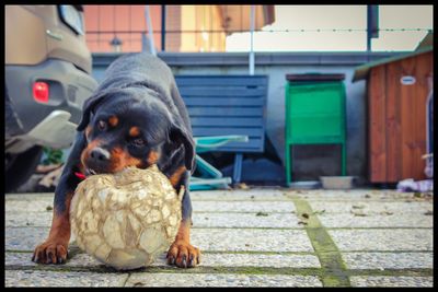 Dog looking at camera