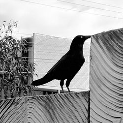 Close-up of bird on brick wall