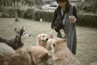 Portrait of dogs on field