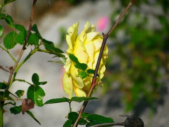 Close-up of yellow fruit on tree