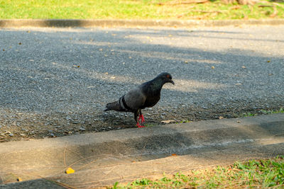 High angle view of bird perching on road