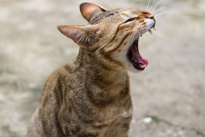 Close-up of cat yawning