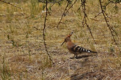 Bird on grass