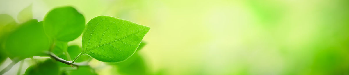 Close-up of fresh green leaves