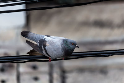 Close-up of pigeon perching on railing