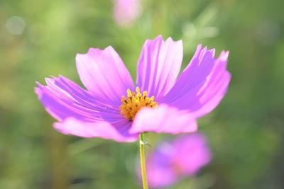 Cosmos is blooming