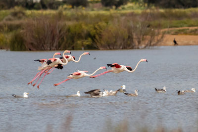 Flamingos flying over lake