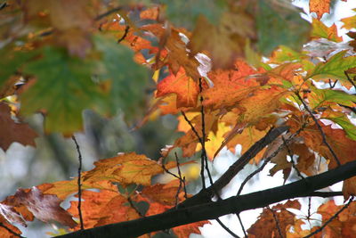 Close-up of maple leaves during autumn