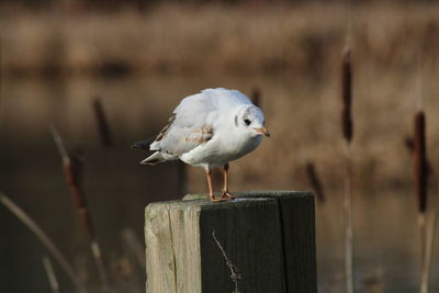 Close-up of seagull perching on wooden post