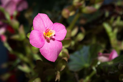 Close-up of pink rose flower