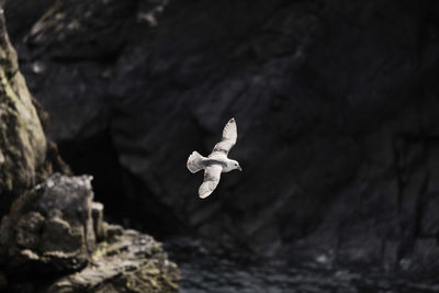 Bird on white background