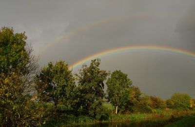 Low angle view of trees against rainbow in sky