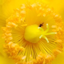 Close-up of bee pollinating on yellow flower