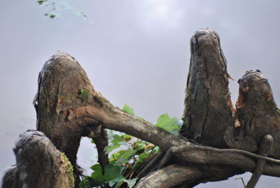 Low angle view of trees against sky