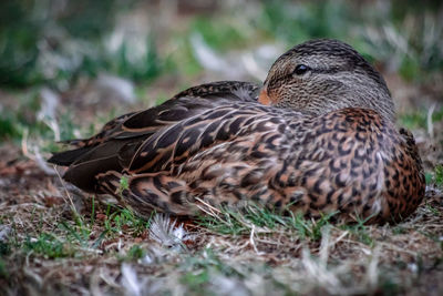 Close-up of a duck