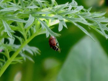 Close-up of insect on leaf