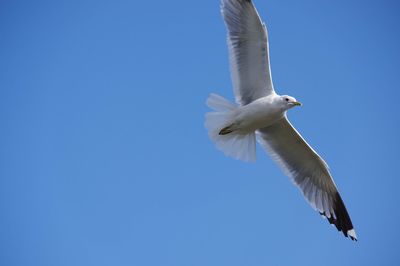 Low angle view of seagull flying