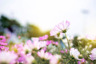 Close-up of pink flowering plant on field