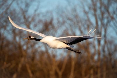 Side view of a bird flying
