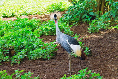 Bird standing in a field