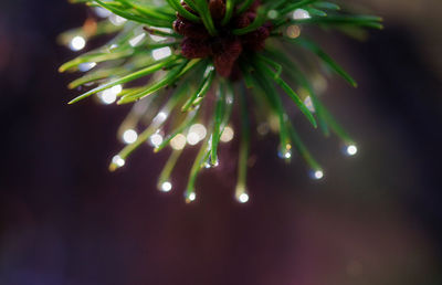 Close-up of water drops on leaves