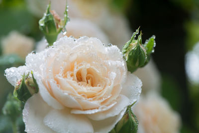 Close-up of dew drops on rose flower