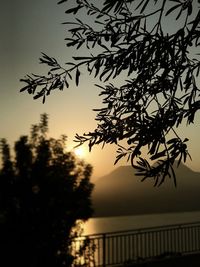 Silhouette of tree at sunset