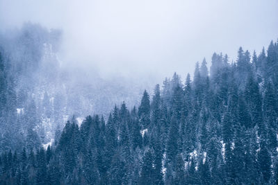 Pine trees in forest