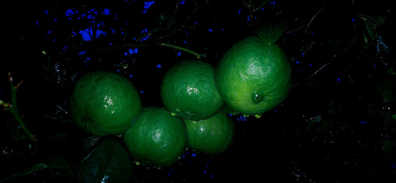 CLOSE-UP OF FRUITS GROWING ON PLANTS