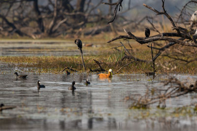 Ducks swimming in lake