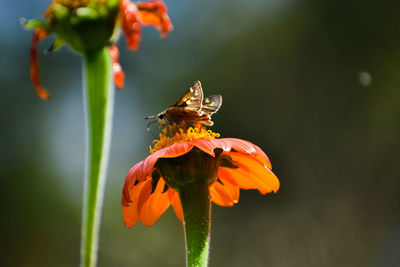 Close-up of butterfly pollinating on orange flower