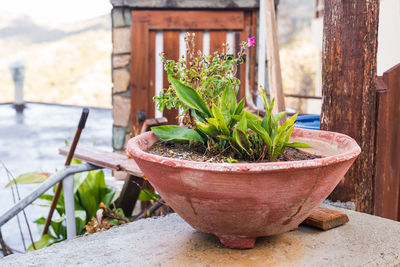 Close-up of potted plant on table