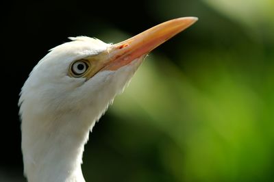 Close-up of white heron