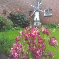 Pink flowers blooming in park