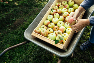 Hand harvesting apples from tree
