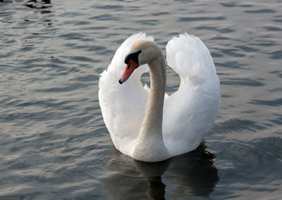 The beauty of a swan in a love period