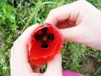 Close-up of hand holding fruit