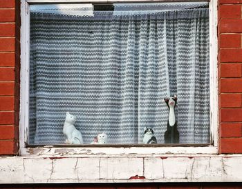 Cats in window