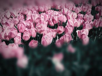 Close-up of pink flowering plants