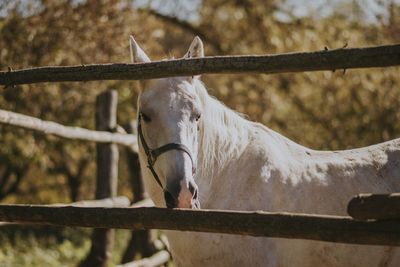 Horse standing in ranch