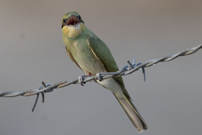 Close-up of bird perching on branch