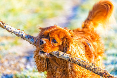 Close-up of a dog looking away