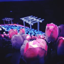 Close-up of pink flowering plants at night