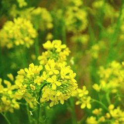 Close-up of yellow flower