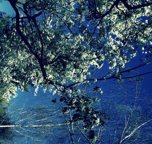 View of tree branches over calm sea