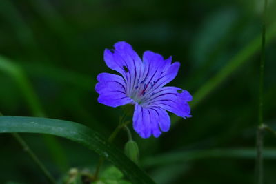 Close-up of purple flowering plant