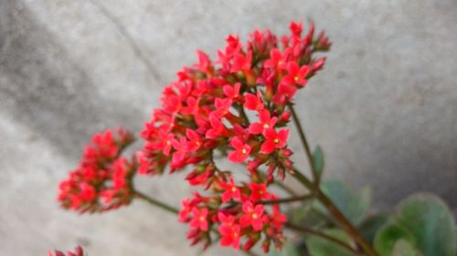 Close-up of red flowers against blurred background